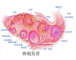 ԹӤݷ